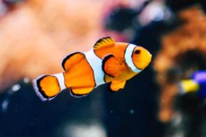 欧洲篮球联赛，冠军的荣耀与传承欧洲篮球联赛冠军